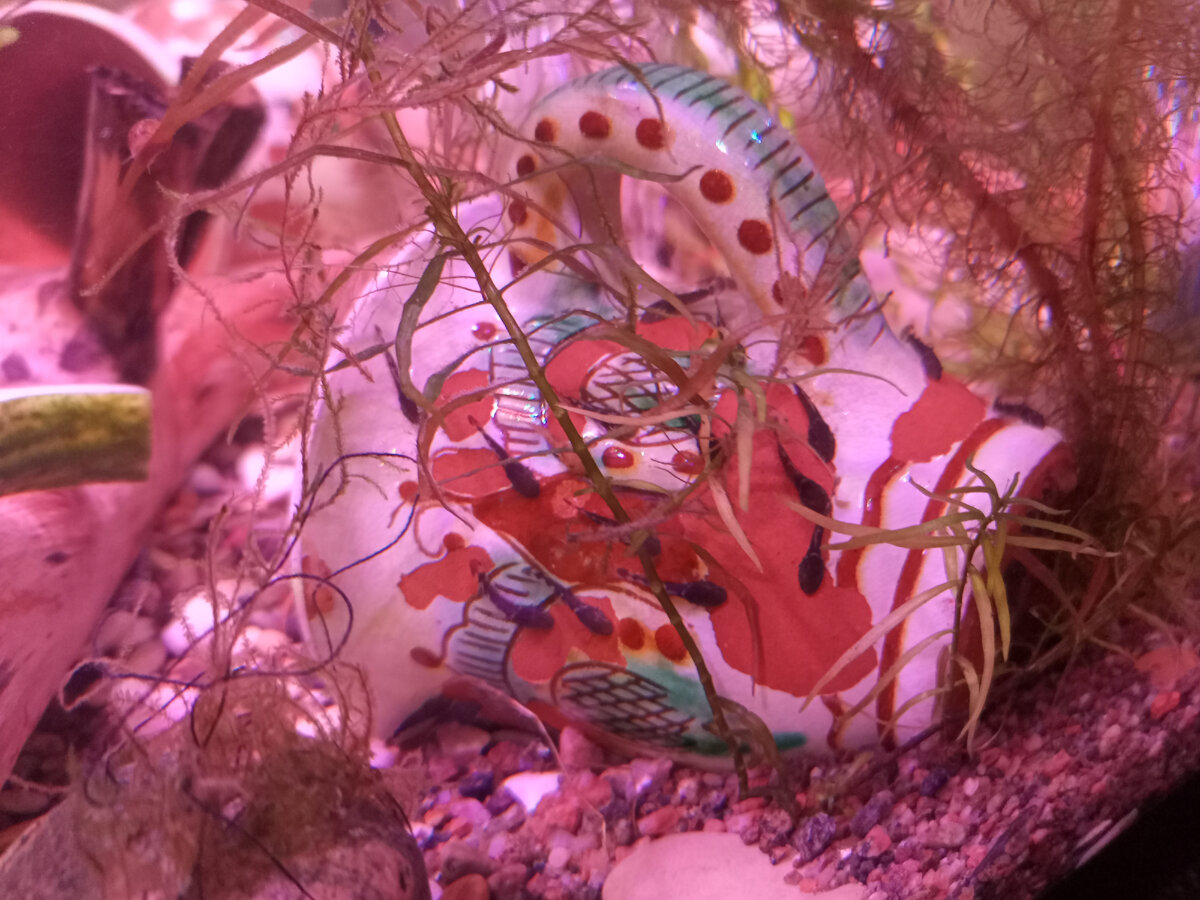 Сомики облепили свой родной дом