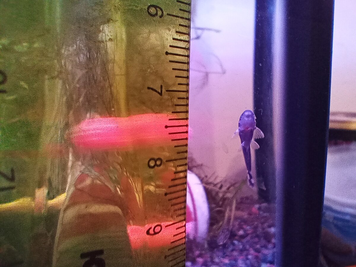 Такими они впервые повисли на стекле.