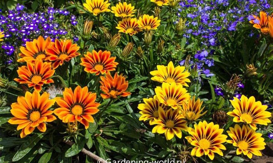 Газания в саду: как выбрать место и 7 советов, как получить красивые цветы из семян