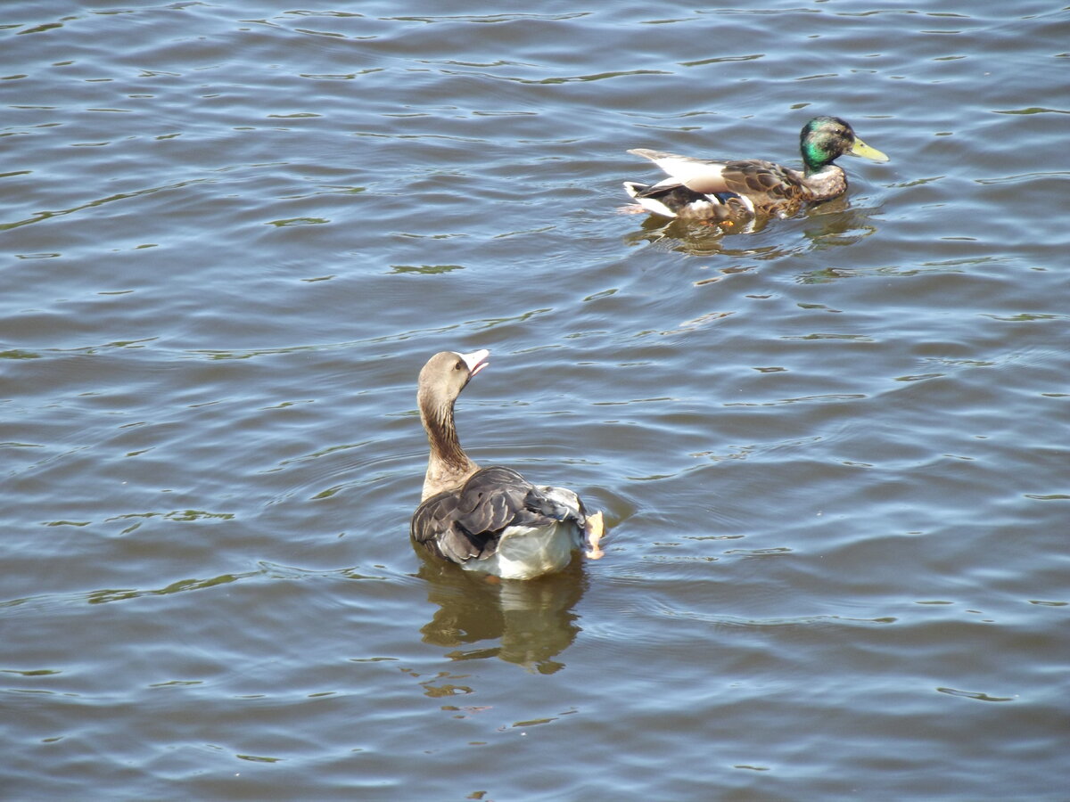 Конфликт с селезнем кряквы