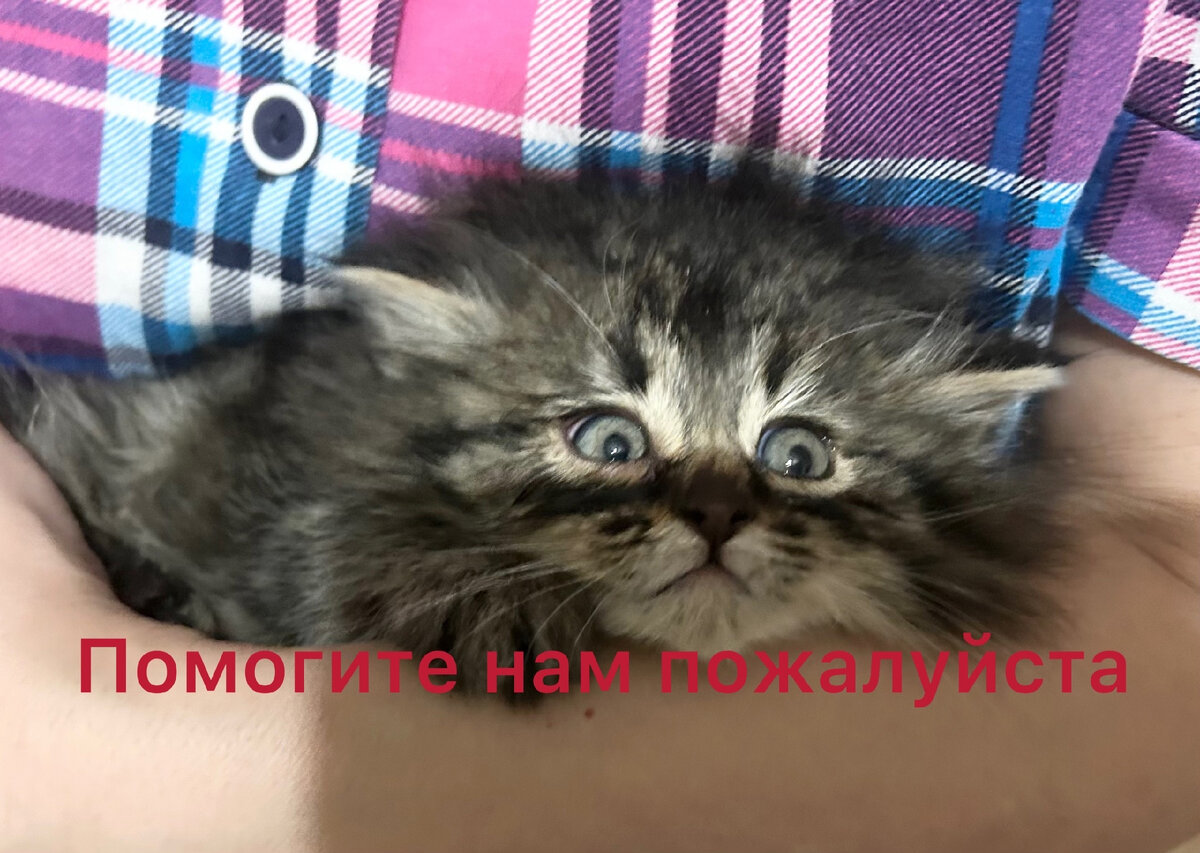 Нужен ли кошке