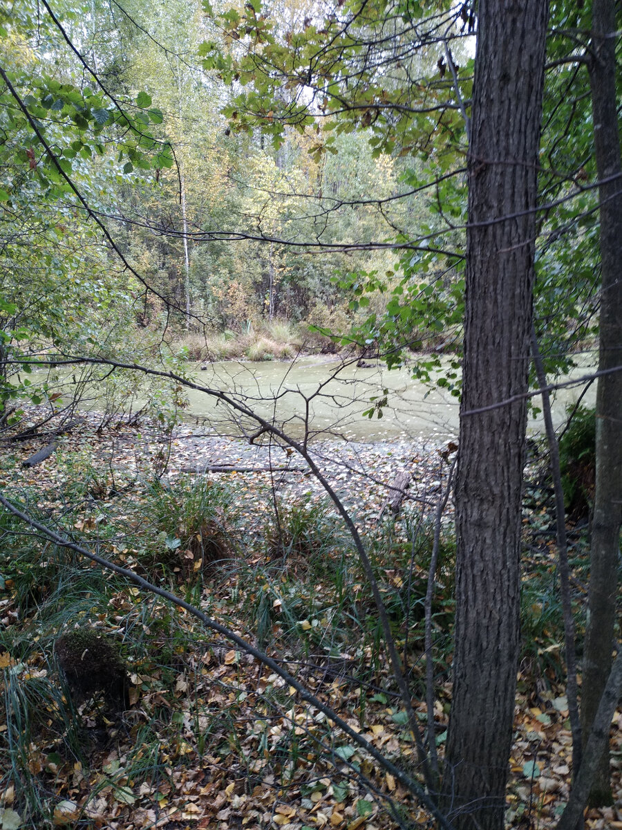 Вдоль болота. Вологда вытегра дорога а 119. Моховое болото мордовии. Болото вдоль дороги в карелии. Болотистый болотный.