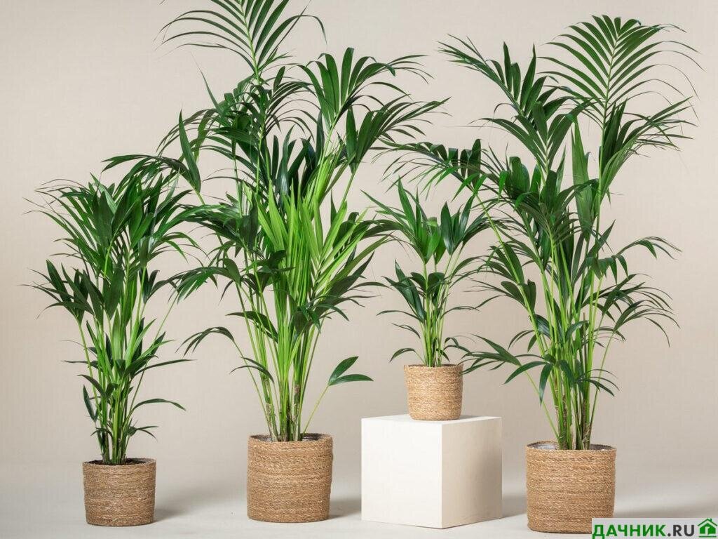 Цикас Революта пальма (Cycas)