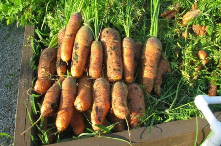 Морковь под зиму какой сорт. Морковь под зиму какой сорт