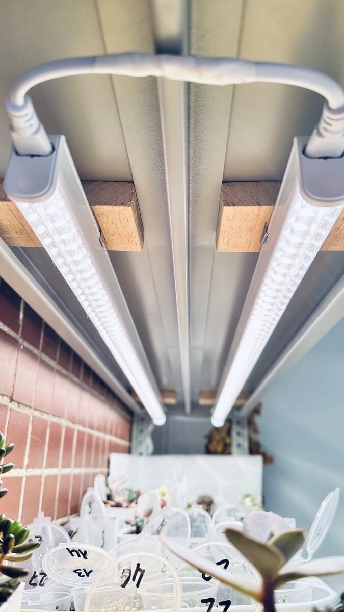 Стеллаж для суккулентов с подсветкой. Лампы Uniel мощностью 24 Вт