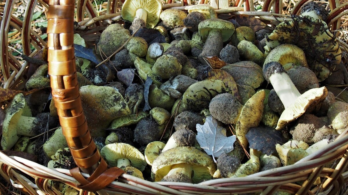 Автор фото Ирина Черпакова