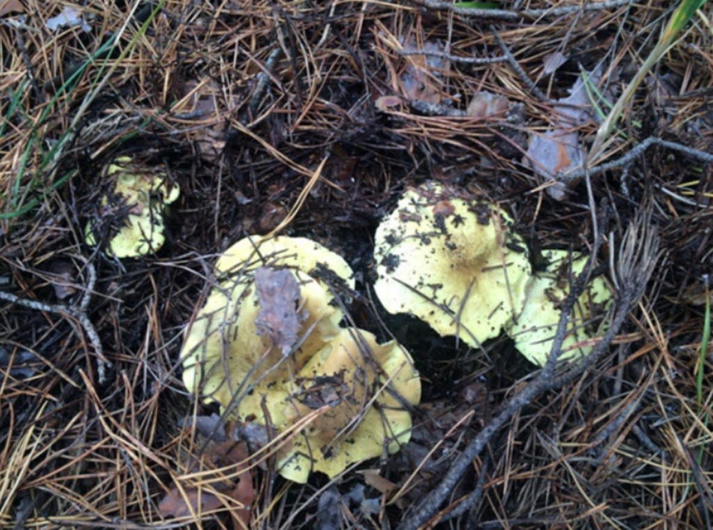 Автор фото Ольга Куимова