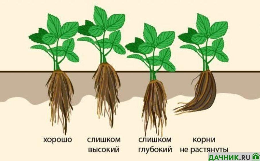 Какое расположение листьев у земляники Как получить урожай суперранней клубники Сандра? Дачник.RU Дзен