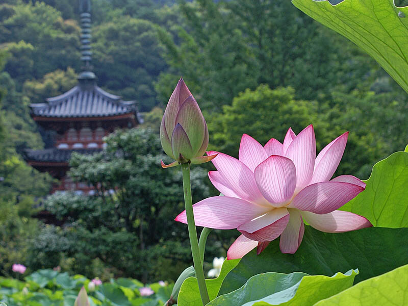 Лотос - священный цветок в буддизме и индуизме. Фото: livemaster.ru