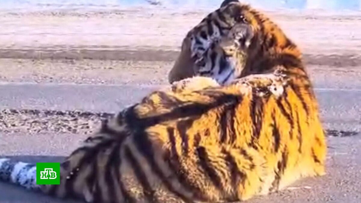 Г амурск амурский район хабаровский край. Хабаровский край, амурский р-н, амурск. Амурск город в хабаровской области. Город амурск хабаровского края набережная. Погода хабаровский край амурский.