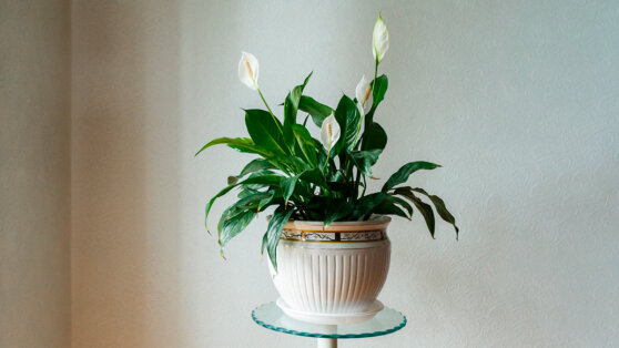    Почему у спатифиллума темнеют листья и что делать: советы экспертов Ирина Петрова