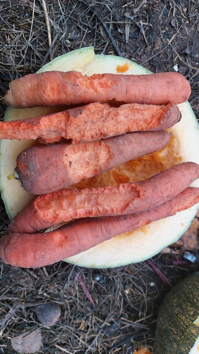 Излишки моркови, которую съели мыши. В этом году они её порядком так подъели. Начали на грядке. А сажала я только одну грядку. Половину раздала