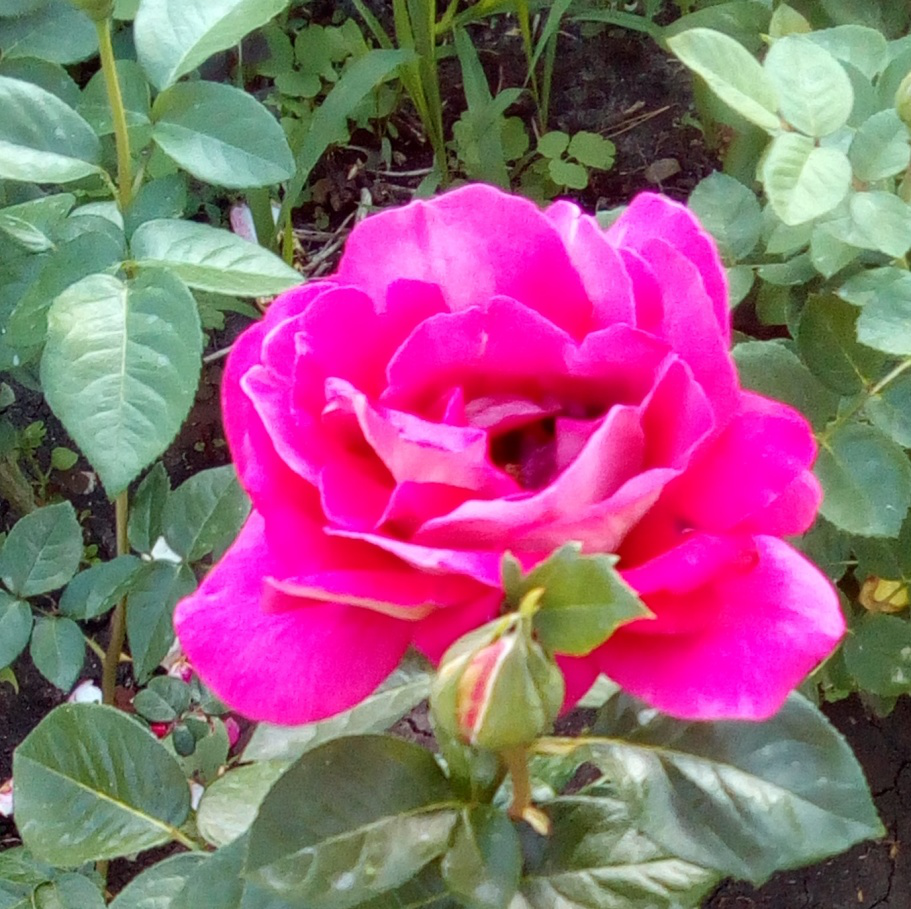 Souvenir de Baden-Baden Rose, Flowers, Garden
