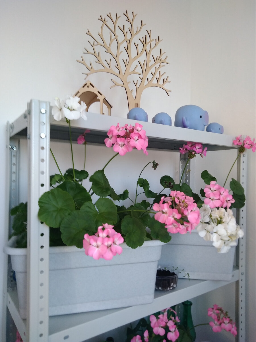 Безымянные пеларгонии на лоджии в додачные времена, сейчас пеларгония на лето переезжает на дачу, в открытый грунт.