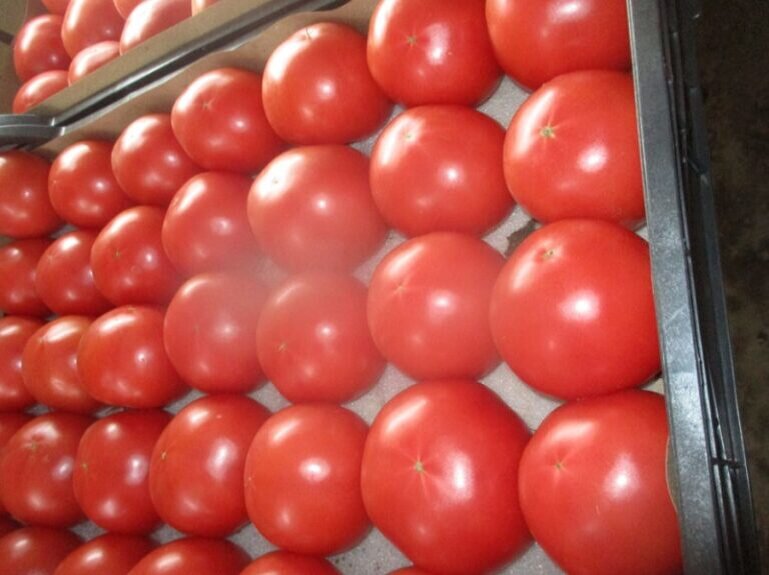    В Оренбуржье пытались ввезти 18 тонн зараженных томатов из Туркменистана Марина Шарт