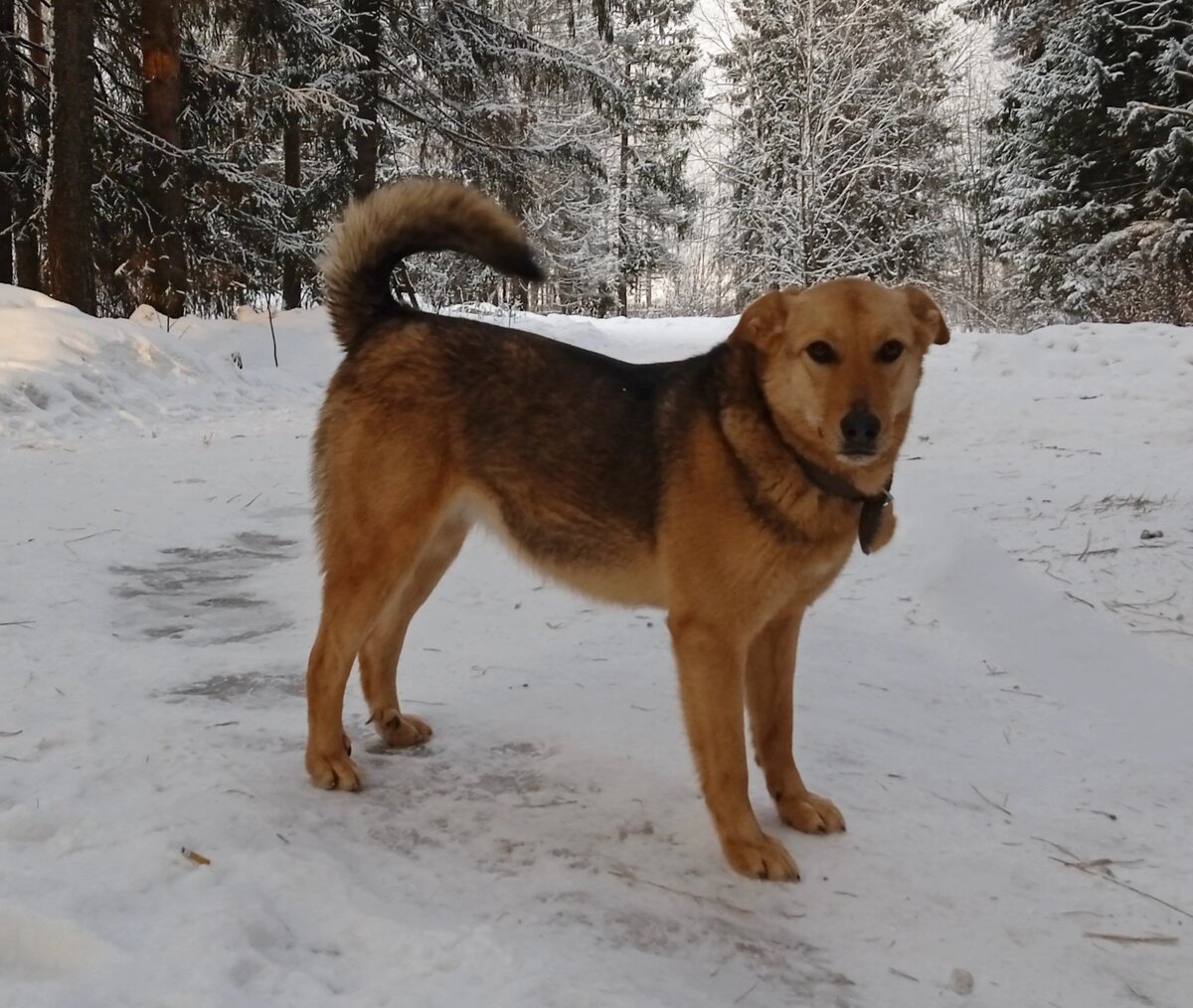  Умница и красавица с золотым характером.