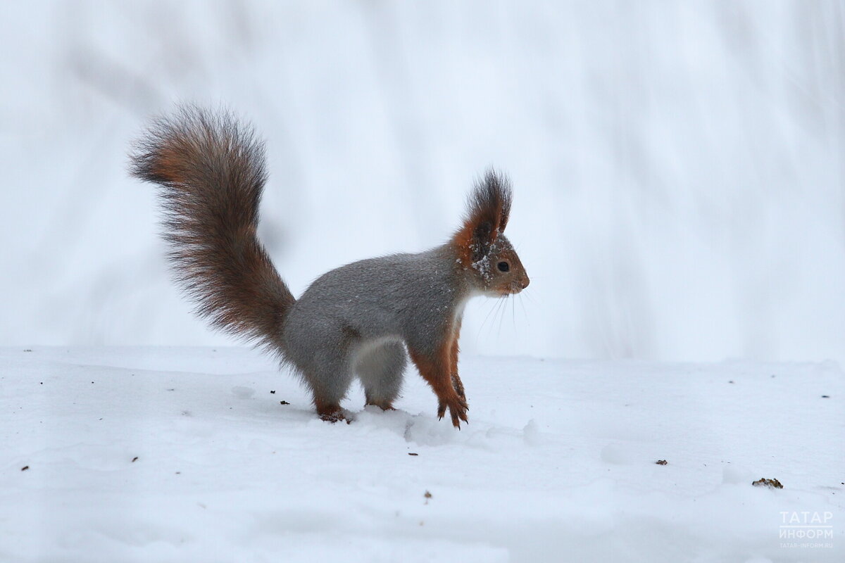 Учет белок в Татарстане специалисты природоохранного ведомства ведут в зимнее время по их следам, оставленным на снегу. Фото: Михаил Захаров / «Татар-информ»