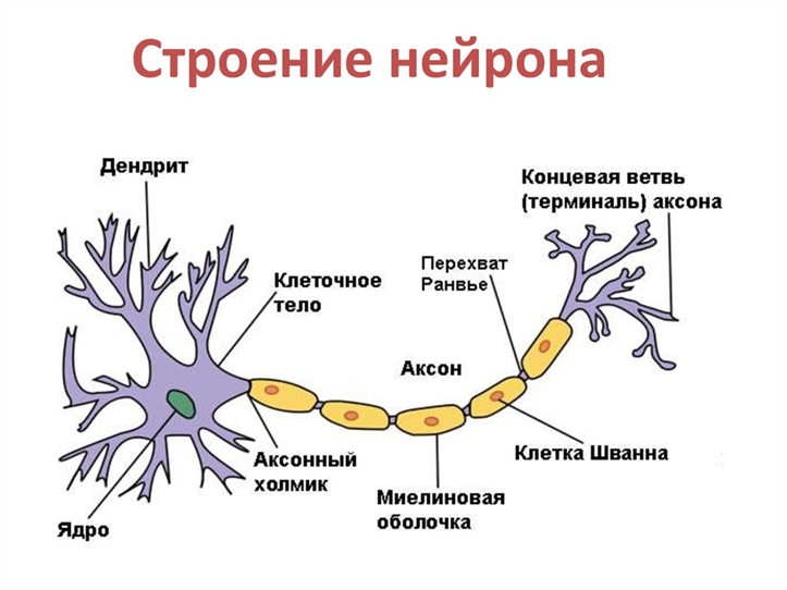 Дендрит короткий и сильно ветвится. Строение нервной клетки нейрона. Строение нейрона анатомия. Нервная ткань строение нейрона. Строение отростков нейрона.