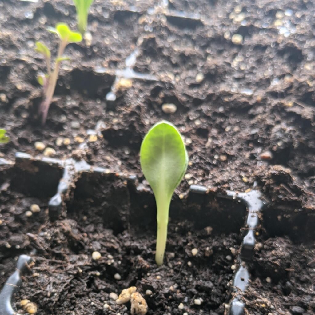 Первые всходы.