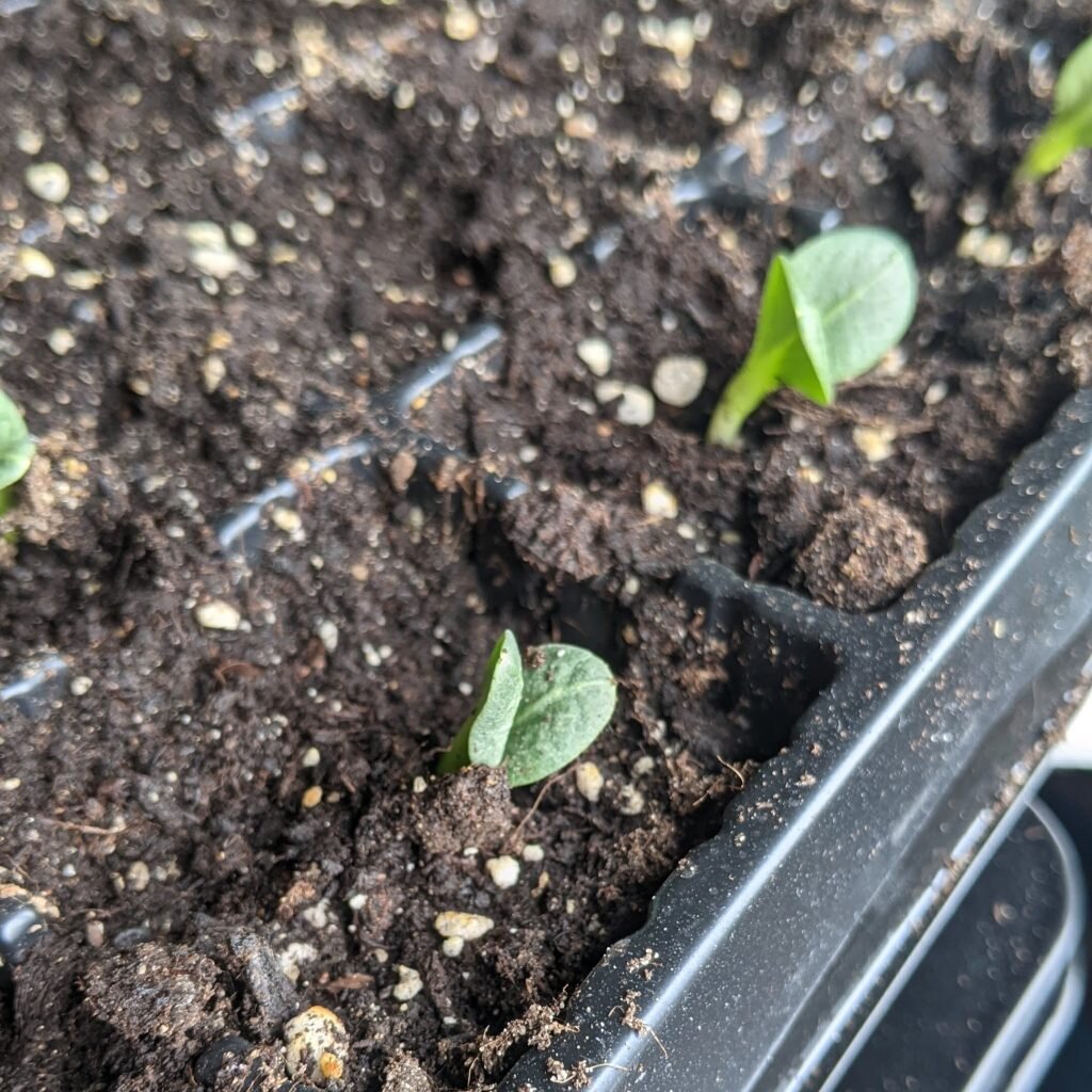 Тянутся к солнышку.