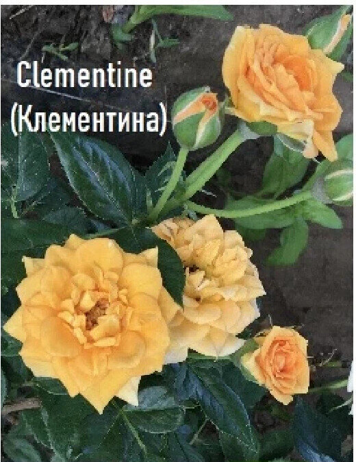 фото Екатерины