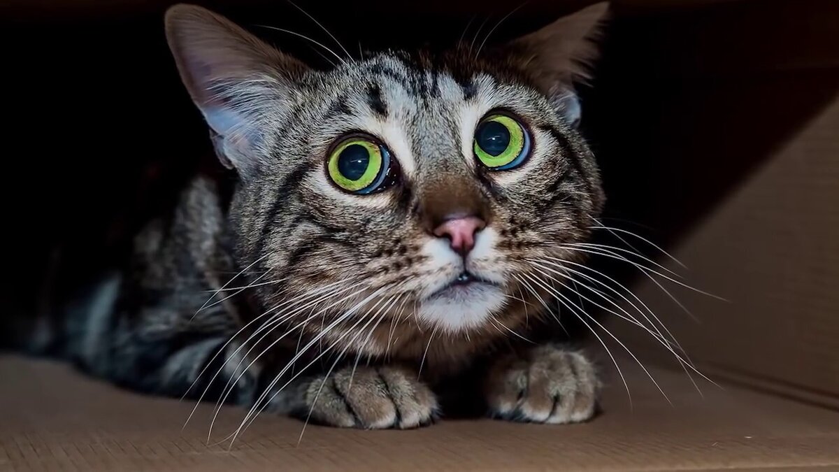 Кадр из видео с песней-переделкой «Cosa sei» («Ricchi e Poveri») на 8 марта