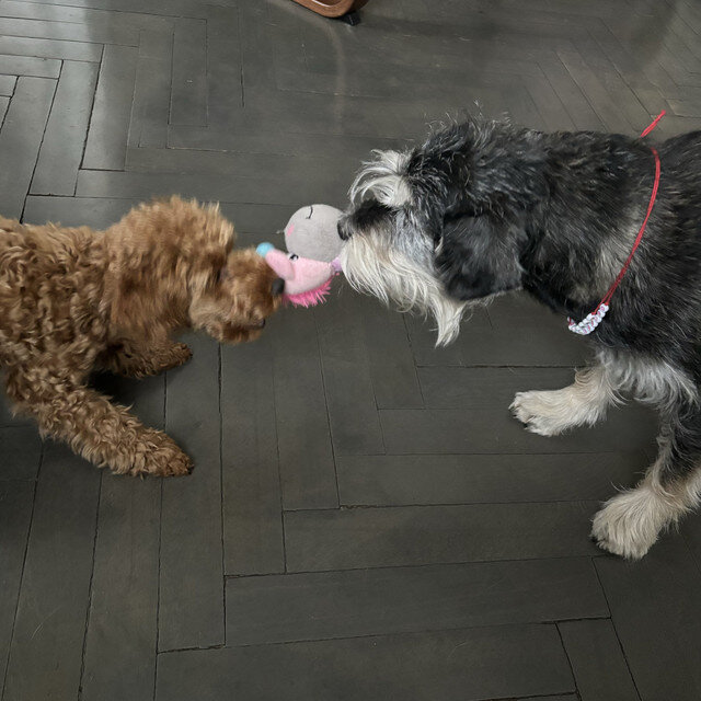 Дора и проживающий там же пудель. А ещё она его, пуделя, может вылизывать.  