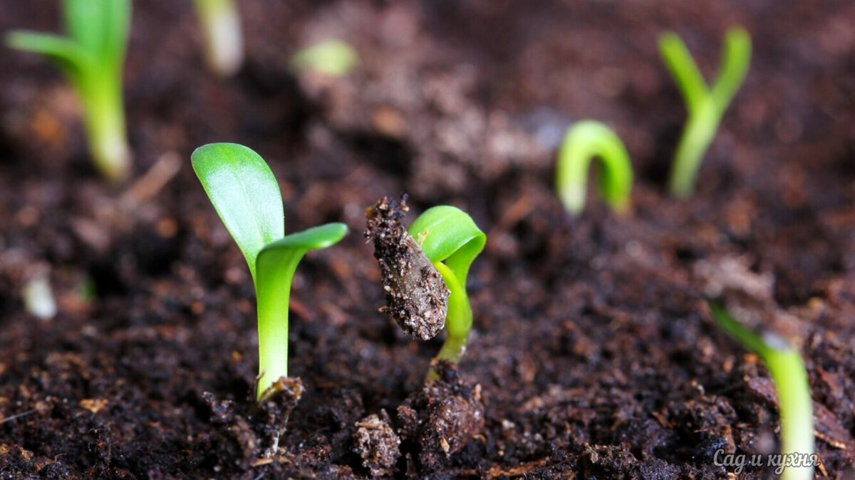 Благодаря этому простому способу семена быстрее прорастут, а в дальнейшем растения будут расти здоровыми. Также поделюсь советом как проверить семена на всхожесть.