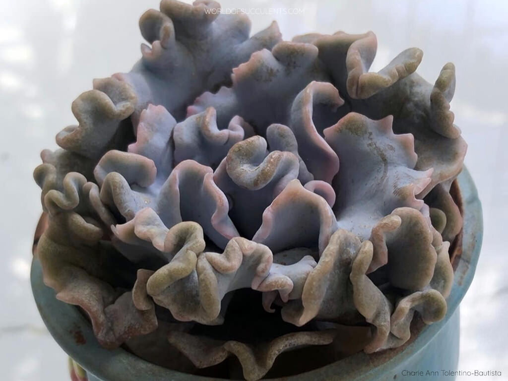 Фото с сайта https://worldofsucculents.com