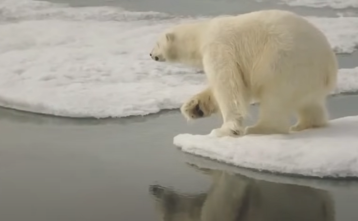 Медведь сел. Медведь сел. Медведь сел. Сибирский медведь. Медведь в машине.