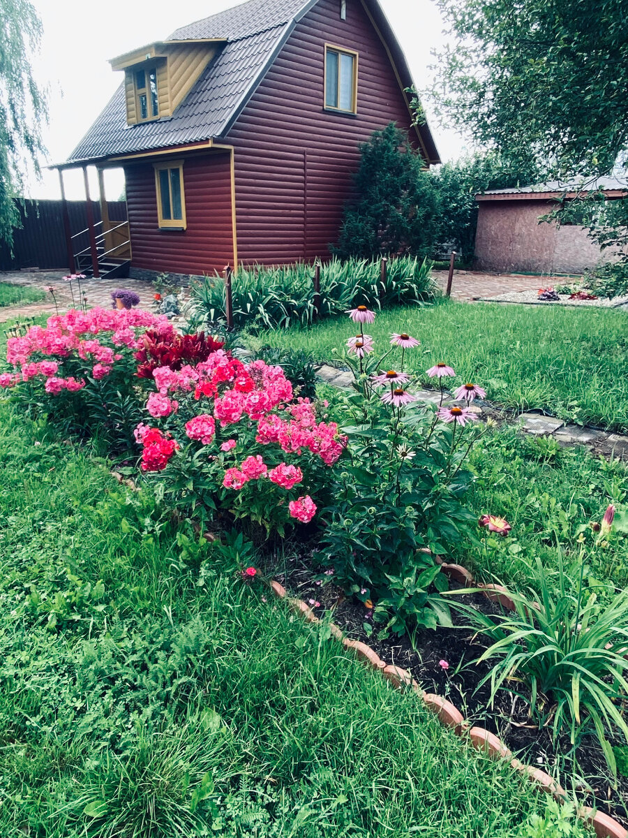 Посадка цветников. Рабатка тунберга. Рабатка аллисума. Рабатка тунберга однолетник. Гортензия крупнолистная в миксбордере.