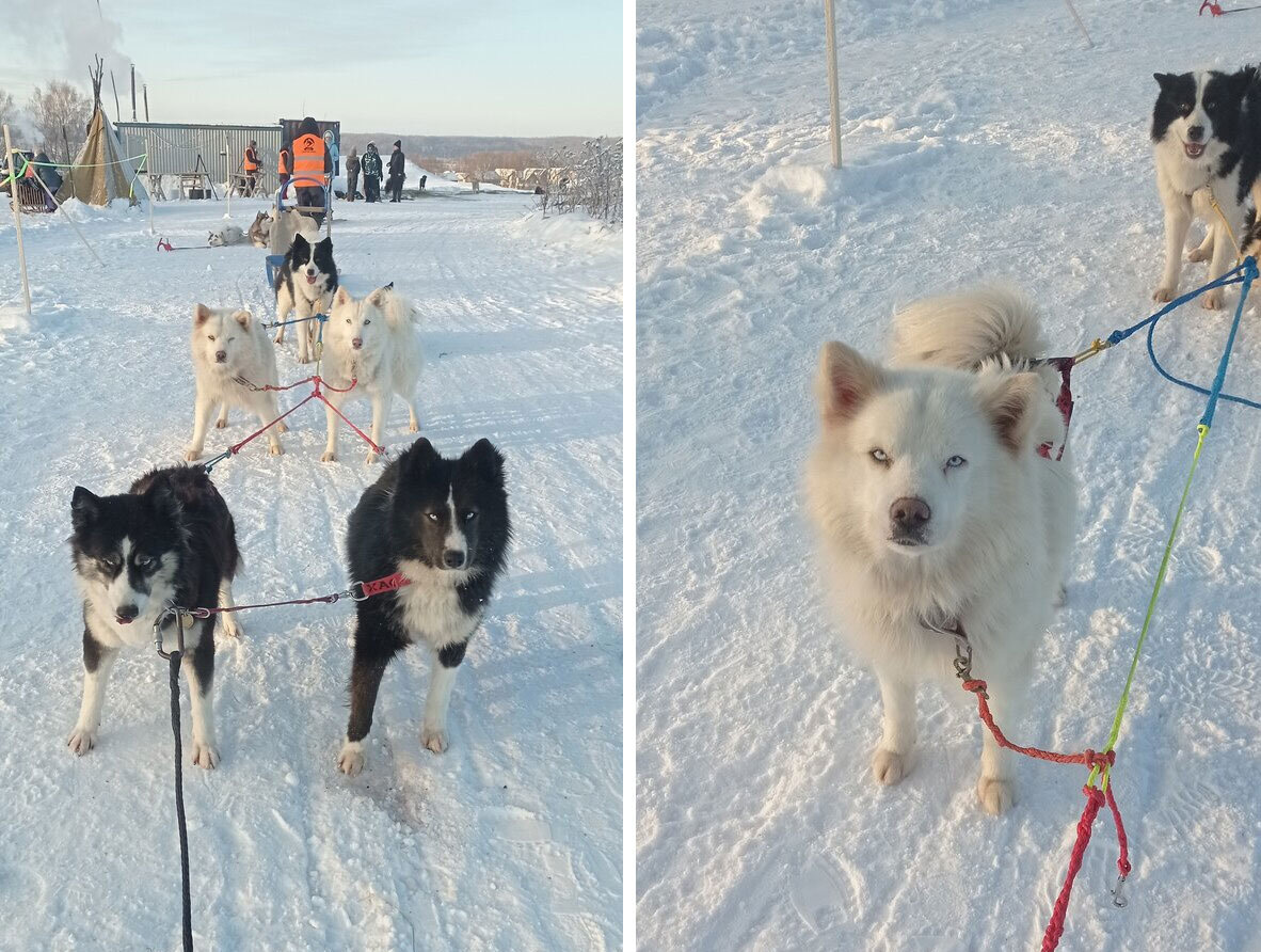 Упряжка с хаски разгоняется до 30 км/ч. Фото: Яна Р. / Яндекс Карты