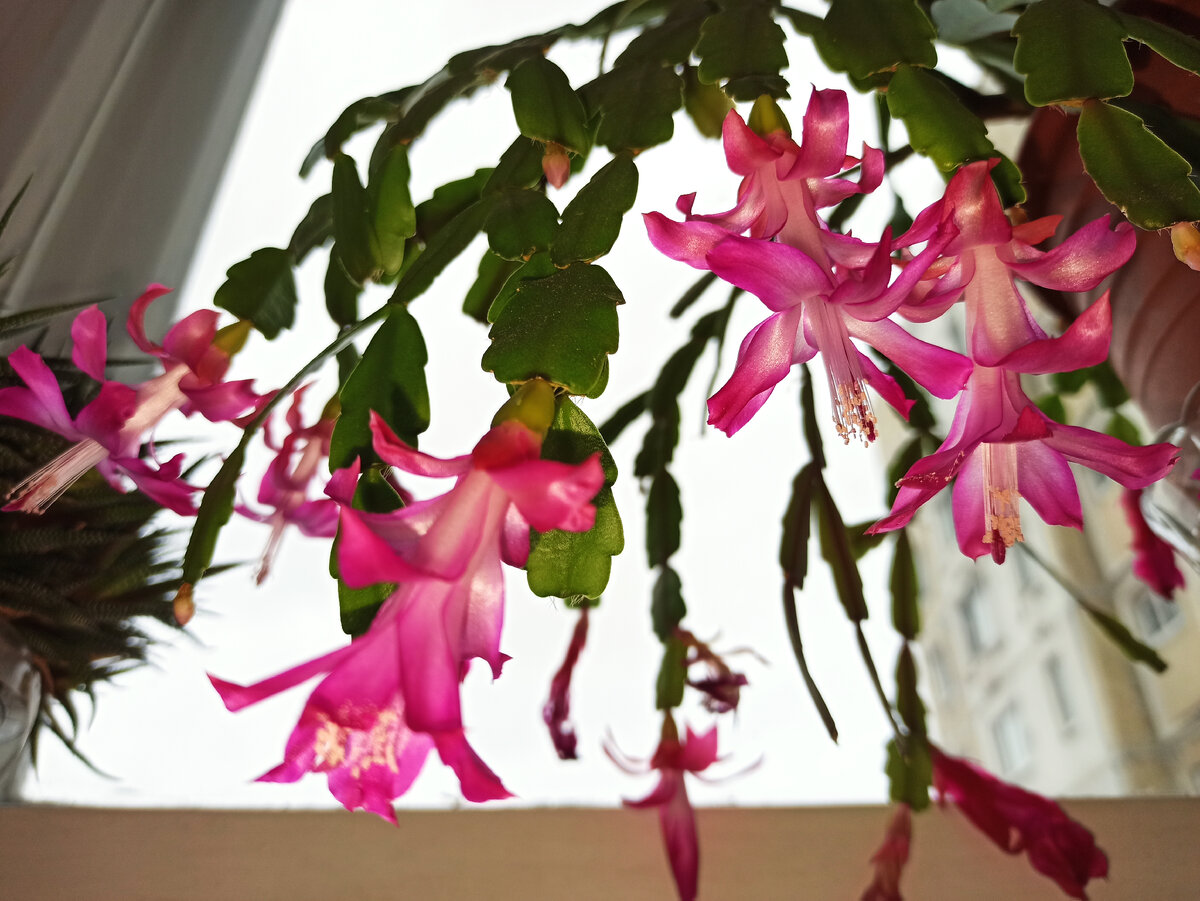 Фото автора. Декабрист 2 января