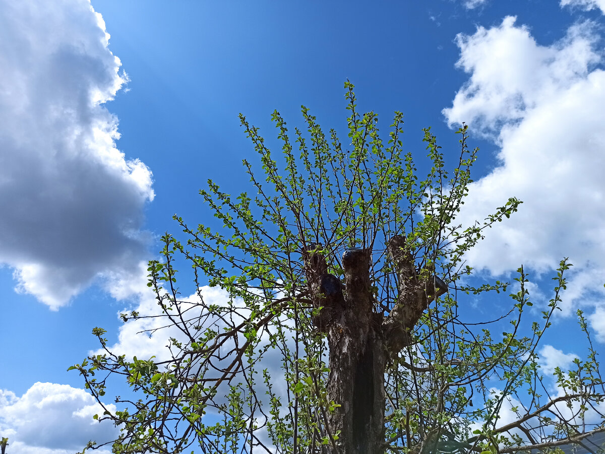 Фото автора. Яблоня "Богатырь", срочно нужна формирующая обрезка