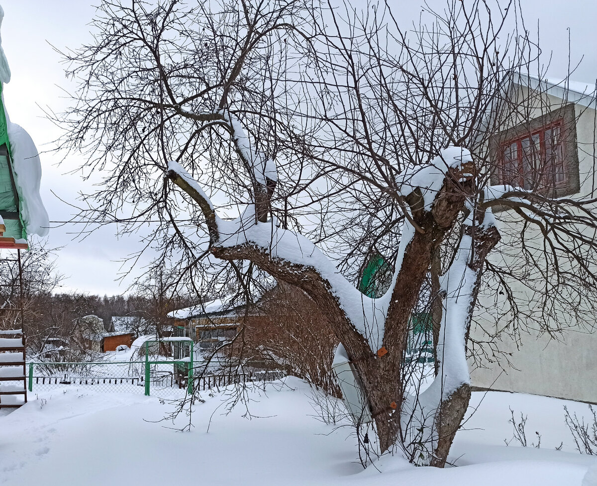 Фото автора. Я блоня Бельфлер, тут ещё года 3 обрезать и формировать постепенно.