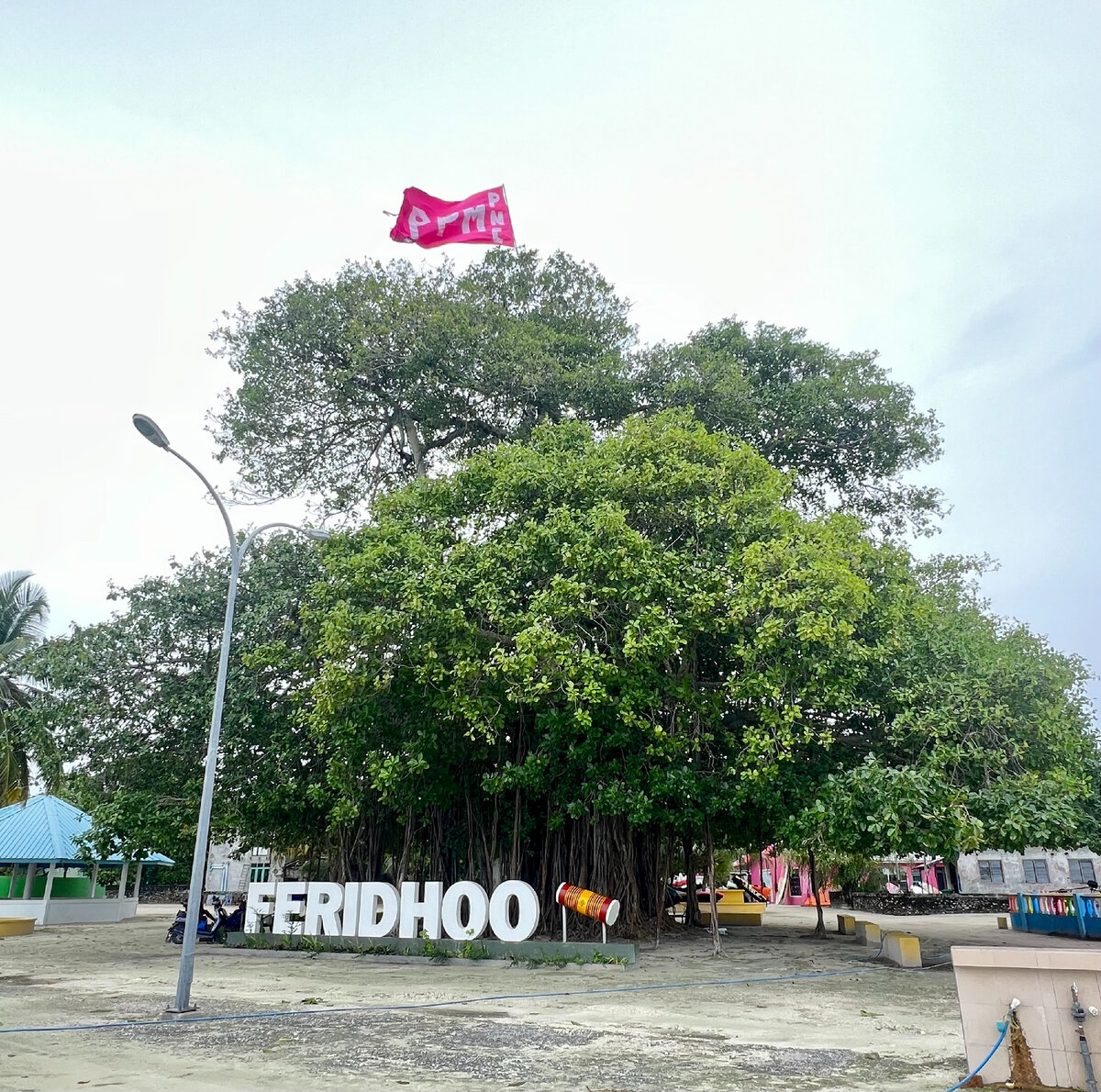 Под тенью этого баньяна можно отдохнуть от солнца и понаблюдать за летучими лисицами