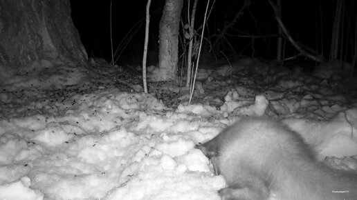 Чуткий нюх необходим для охоты куницы. | ?? В поисках пятен и не только?? ...