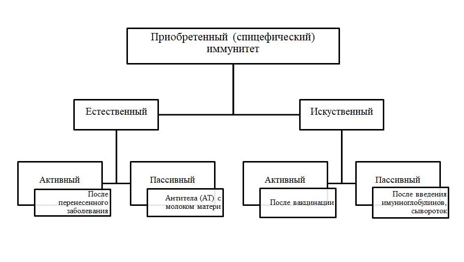 Классификация приобретенного иммунитета 
