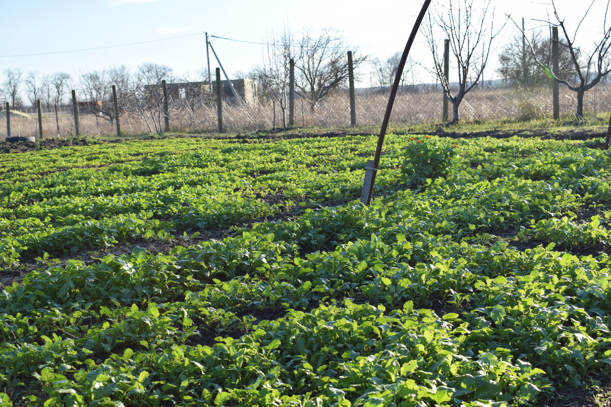Вот так выглядит горчица в нашем огороде