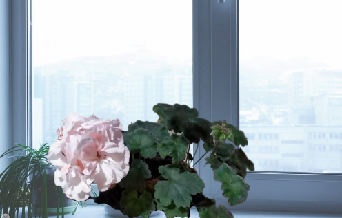 Пеларгония ИРИОЛ-Перламутр