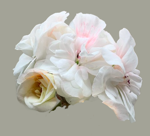 Цветы  пеларгонии  ИРИОЛ-Перламутр