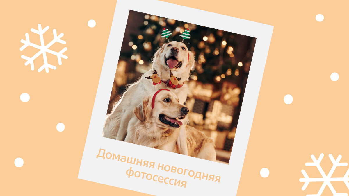 5 классных идей для фотосессий с питомцем | Четыре Лапы. Все о домашних  животных | Дзен