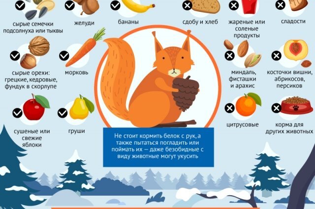    Чем можно, а чем нельзя кормить белок. Инфографика