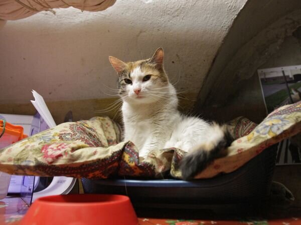    © РИА Новости Игорь Руссак