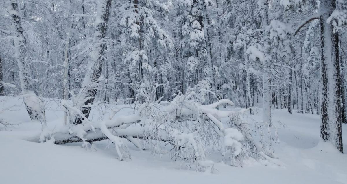 Фото автора. Хорошо у нас. Снега по колено 😊