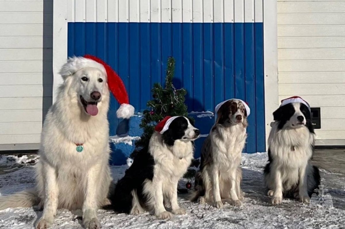    Камчатские спасатели показали четвероногий новогодний отряд «Семенычи»