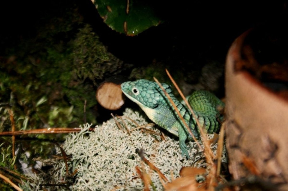    В коллекции ученого около 150 особей.