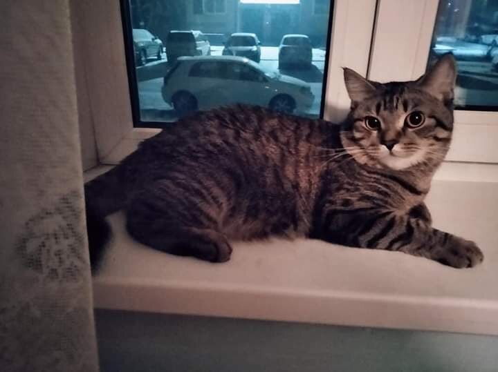 Мой кот Барсик в юности, его первый Новый год.