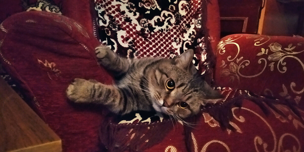 Кот Барсик уютится в кресле.