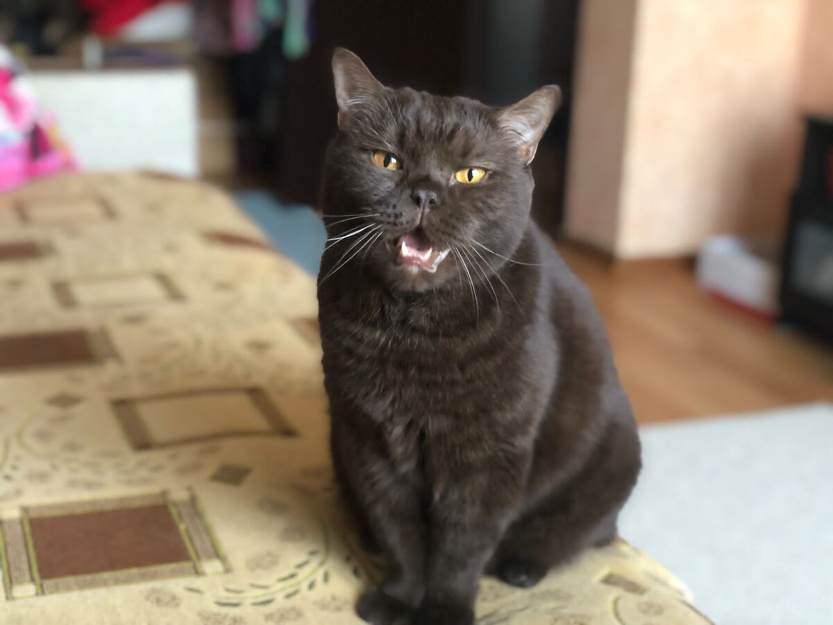 Кот Масик